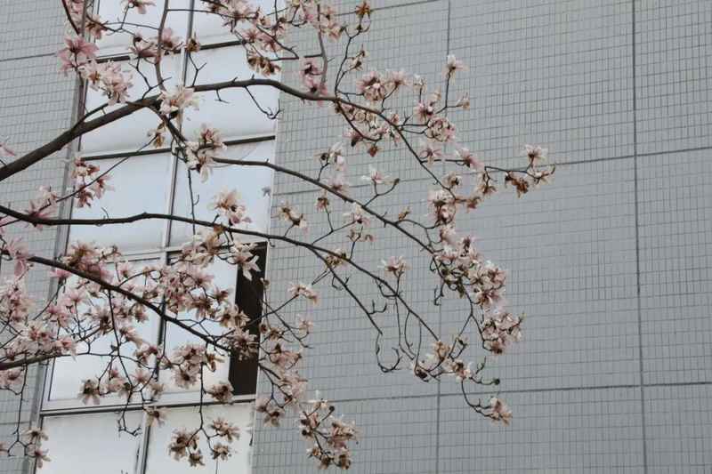  从玉兰花开透视司法的温度与尺度——法院人的双重修行 文化旅游