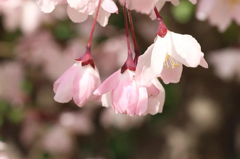  从玉兰花开透视司法的温度与尺度——法院人的双重修行 文化旅游
