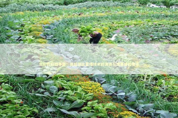 北伦敦双雄争霸：英超德比直播技术的演进与观赛体验变革 体育新闻